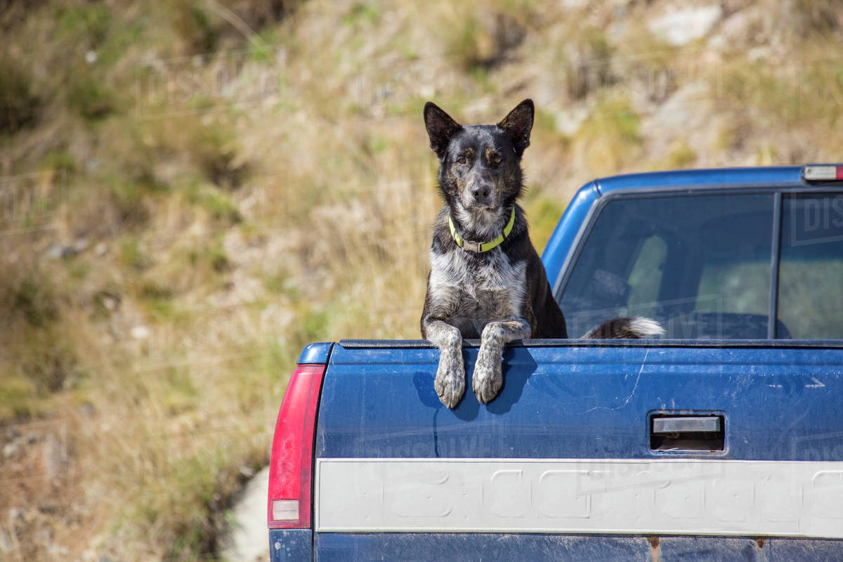 Dog in back of truck clearance law